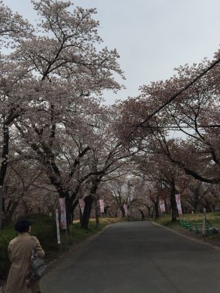 「カラっぺ」さんからの投稿写真＠磯部桜川公園