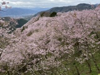八百萬神之御殿の桜 花見特集21