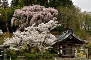 「jun」さんからの投稿写真＠福聚寺