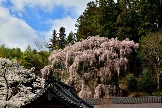 「jun」さんからの投稿写真＠福聚寺
