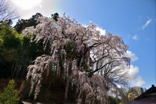 「jun」さんからの投稿写真＠福聚寺
