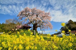 「jun」さんからの投稿写真＠上石の不動桜