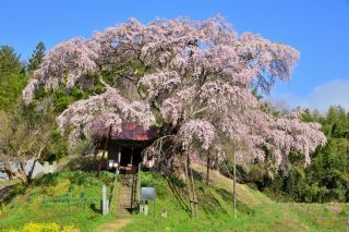 「jun」さんからの投稿写真＠上石の不動桜