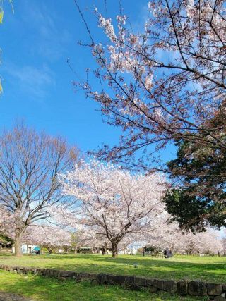 「トム」さんからの投稿写真＠舎人公園