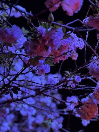 「双子ママ」さんからの投稿写真＠静峰ふるさと公園