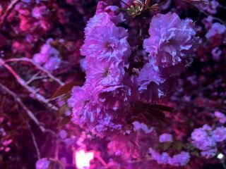 「双子ママ」さんからの投稿写真＠静峰ふるさと公園