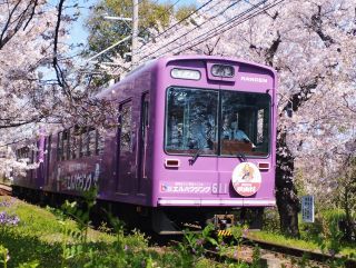 「特別快速大阪方面下関行き」さんからの投稿写真＠嵐電　桜のトンネル