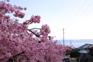 「ぱるる」さんからの投稿写真＠小積の河津桜