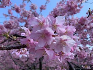 「ぱるる」さんからの投稿写真＠小積の河津桜
