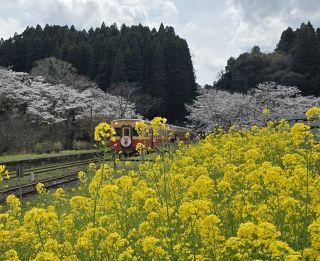 「小湊好き人間」さんからの投稿写真＠小湊鉄道
