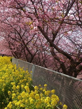 「あやか」さんからの投稿写真＠三浦海岸の河津桜