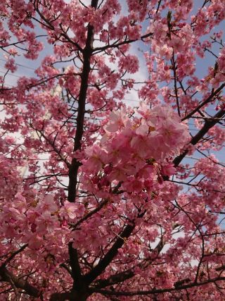 「あやか」さんからの投稿写真＠三浦海岸の河津桜