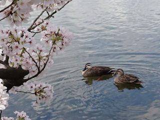 「まるまる」さんからの投稿写真＠富山県中央植物園