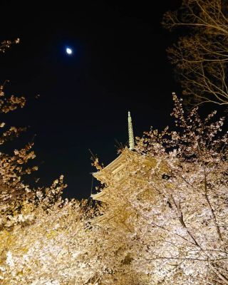 「ゆっきー」さんからの投稿写真＠東寺