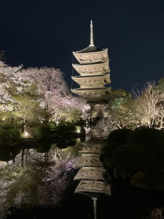 「省えねくん」さんからの投稿写真＠東寺