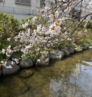 「ちゃぼさ～～」さんからの投稿写真＠二ヶ領用水（宿河原堤桜並木）