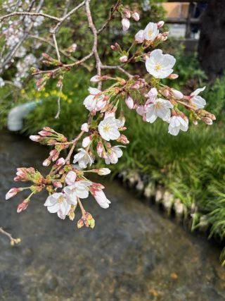 「ちゃぼさ～～」さんからの投稿写真＠二ヶ領用水（宿河原堤桜並木）