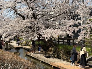 「みっち」さんからの投稿写真＠二ヶ領用水（宿河原堤桜並木）