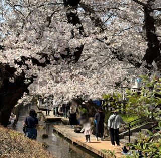 「みっち」さんからの投稿写真＠二ヶ領用水（宿河原堤桜並木）