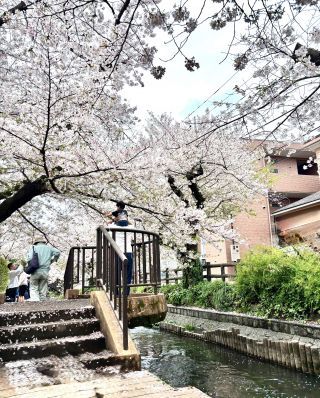 「かくめい」さんからの投稿写真＠二ヶ領用水（宿河原堤桜並木）