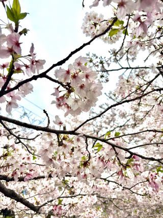 「かくめい」さんからの投稿写真＠二ヶ領用水（宿河原堤桜並木）