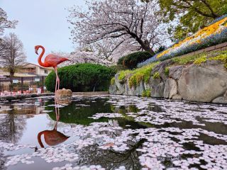 「フラワー」さんからの投稿写真＠神戸市立王子動物園