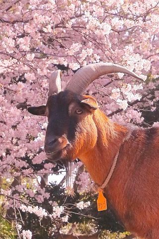 「横浜ぞうさん」さんからの投稿写真＠夢見ヶ崎動物公園
