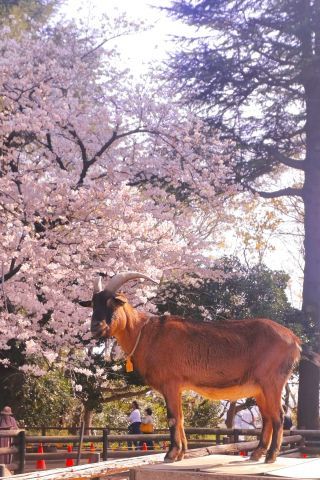 「横浜ぞうさん」さんからの投稿写真＠夢見ヶ崎動物公園