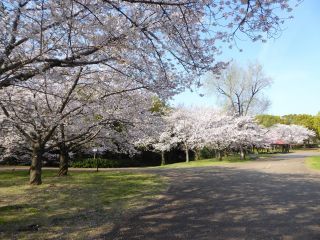 「楽々」さんからの投稿写真＠花博記念公園鶴見緑地