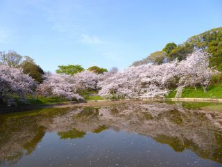 「楽々」さんからの投稿写真＠花博記念公園鶴見緑地