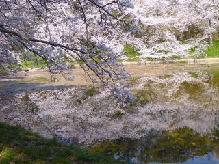 「楽々」さんからの投稿写真＠花博記念公園鶴見緑地