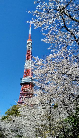 「king風神」さんからの投稿写真＠増上寺