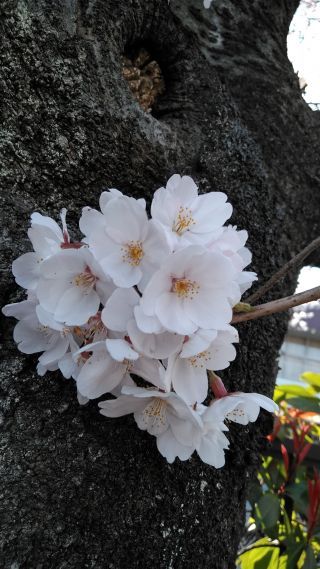 「king風神」さんからの投稿写真＠増上寺