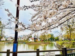 「まゆぼう」さんからの投稿写真＠碑文谷公園