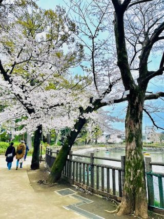 「まゆぼう」さんからの投稿写真＠碑文谷公園