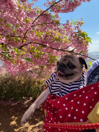「しずくママ」さんからの投稿写真＠松田町の河津桜「まつだ桜まつり」