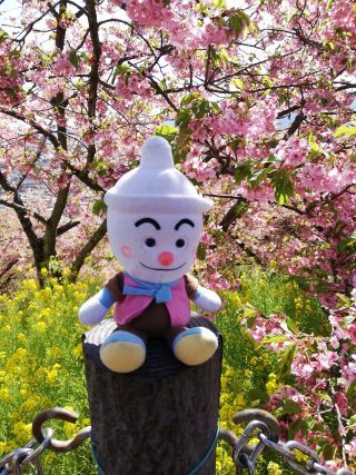 「YAMA52」さんからの投稿写真＠松田町の河津桜「まつだ桜まつり」