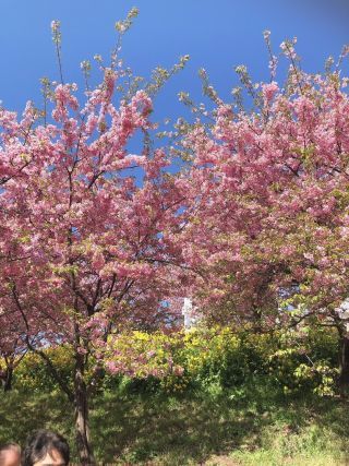 「yuhi714」さんからの投稿写真＠松田町の河津桜「まつだ桜まつり」