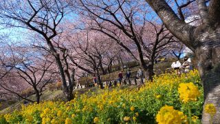 「ぴーなつ」さんからの投稿写真＠松田町の河津桜「まつだ桜まつり」