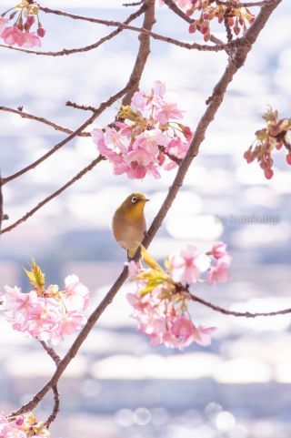 「Ｐちゃん」さんからの投稿写真＠松田町の河津桜「まつだ桜まつり」