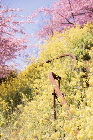 「Ｐちゃん」さんからの投稿写真＠松田町の河津桜「まつだ桜まつり」