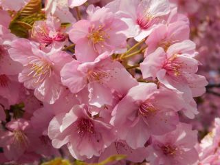 「ふわり」さんからの投稿写真＠松田町の河津桜「まつだ桜まつり」