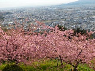「ふわり」さんからの投稿写真＠松田町の河津桜「まつだ桜まつり」