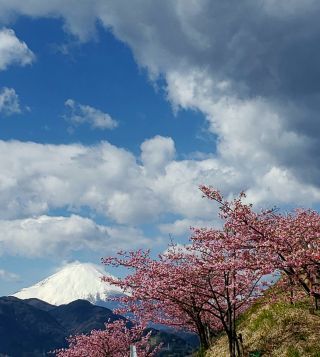 「一也」さんからの投稿写真＠松田町の河津桜「まつだ桜まつり」