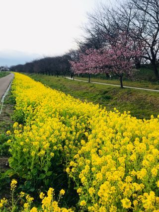 「みのりん♪」さんからの投稿写真＠幸手権現堂桜堤（県営権現堂公園）