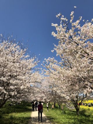 「サイタ」さんからの投稿写真＠幸手権現堂桜堤（県営権現堂公園）