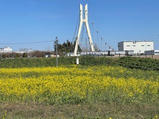 「コボ」さんからの投稿写真＠幸手権現堂桜堤（県営権現堂公園）