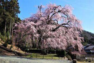 「タケちゃん291」さんからの投稿写真＠妙祐寺のしだれ桜