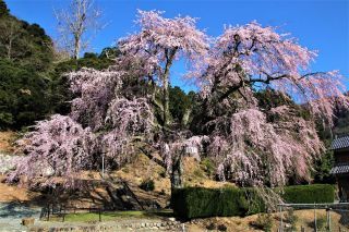「タケちゃん291」さんからの投稿写真＠妙祐寺のしだれ桜