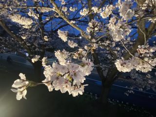 「元寝屋川住民」さんからの投稿写真＠打上川治水緑地